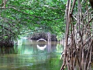 El bosque de Mangle es de suma importancia para la vida acuática
