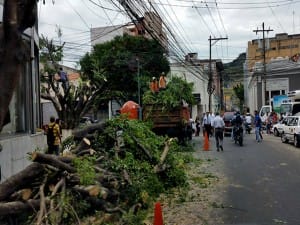 Los arboles frente a Larach en el casco histórico de Tegucigalpa se los volaron de tajo