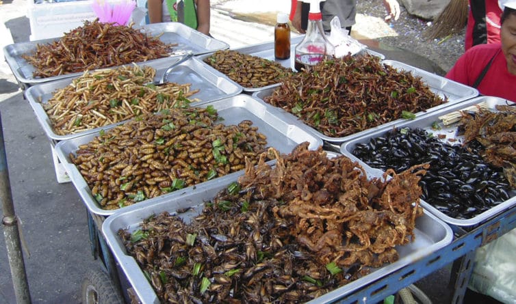  Insectos, un recurso alimenticio