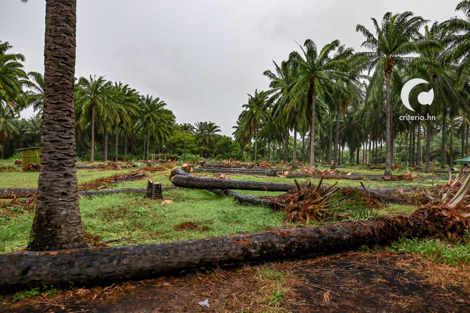 Garífunas